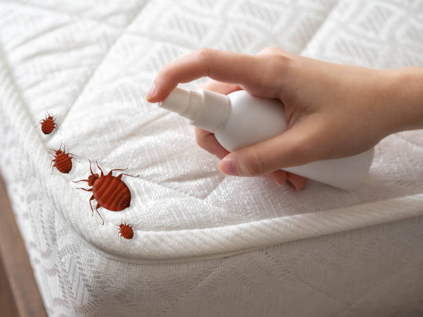 Best Local Pest Control Services  in Grant, NE