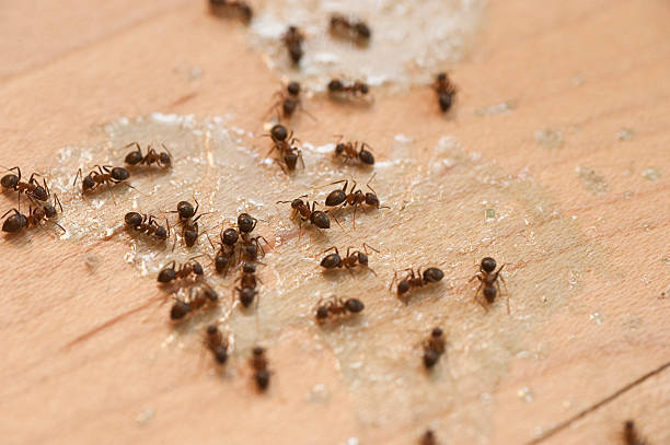 Best Termite Control Services  in Grant, NE